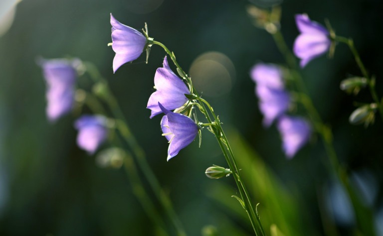 Loreal Degerli Cicekler Serisi